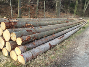 Photo of logs