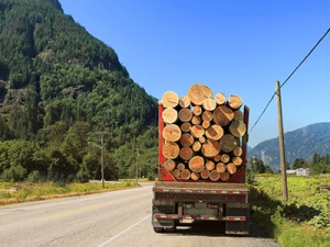 Foto Holzverkauf